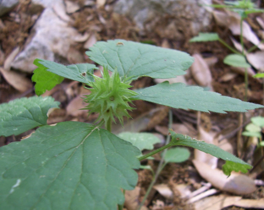 Determinazione 1 - Lamium sp.?